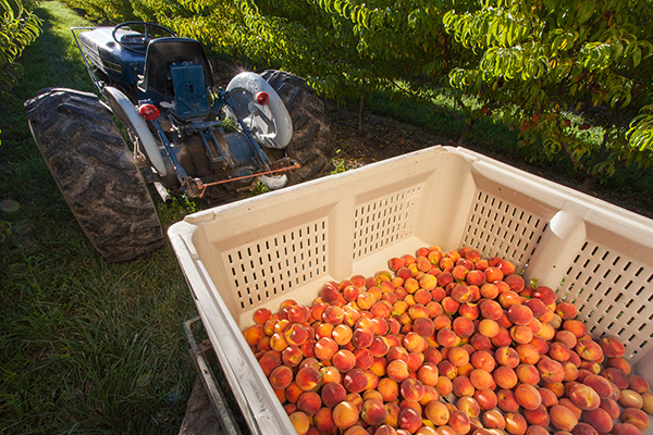 Peach_Bin